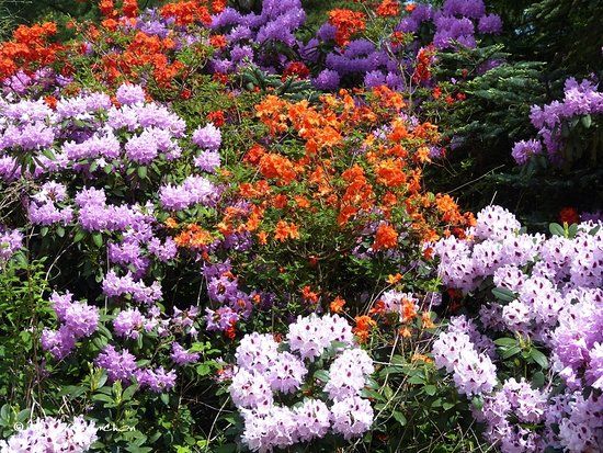 Rhododendronpark Jansen