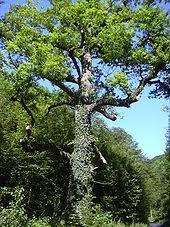 das Fockenbachtal