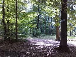 die Hohe Warte