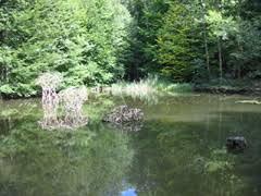 der Goetheteich