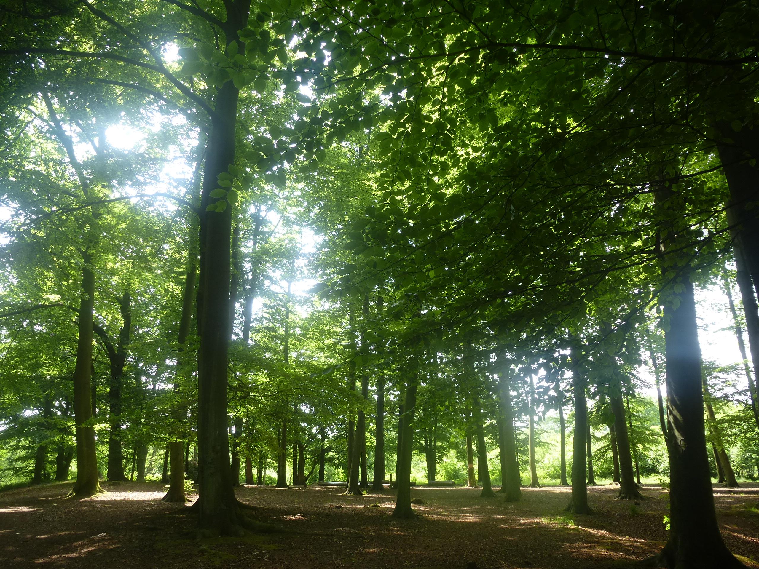 Dünnwalder Wald