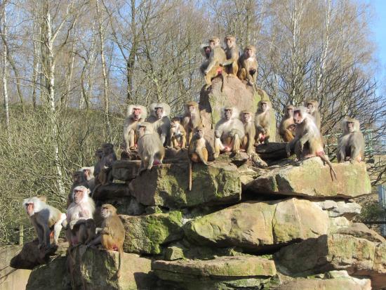 Neunkircher Zoo